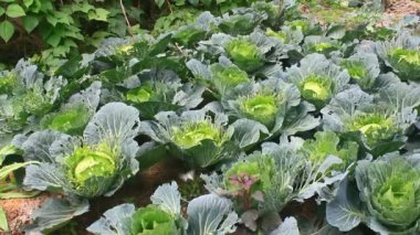 Çarmıha gerilmiş sebzeler bahçede.