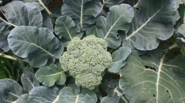 Çarmıha gerilmiş sebzeler bahçede.