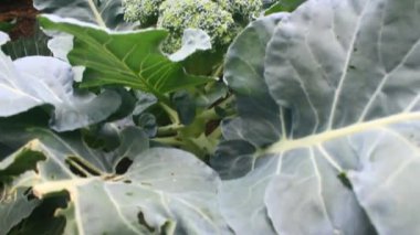 Çarmıha gerilmiş sebzeler bahçede.