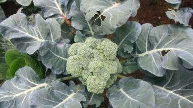 Çarmıha gerilmiş sebzeler bahçede.