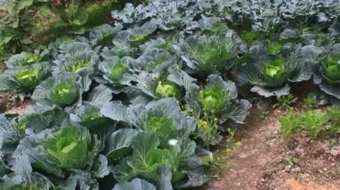 Çarmıha gerilmiş sebzeler bahçede.