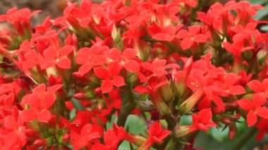 Bahçedeki çiçekler