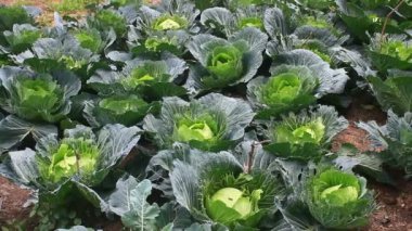 Çarmıha gerilmiş sebzeler bahçede.