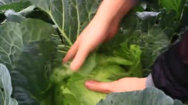 Çarmıha gerilmiş sebzeler bahçede.