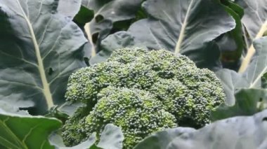 Çarmıha gerilmiş sebzeler bahçede.