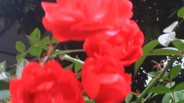 Bahçedeki çiçekler