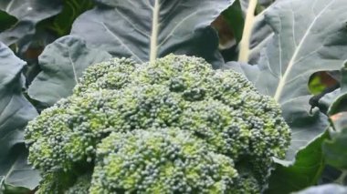 Çarmıha gerilmiş sebzeler bahçede.