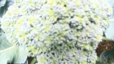 Çarmıha gerilmiş sebzeler bahçede.