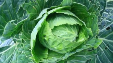 Çarmıha gerilmiş sebzeler bahçede.