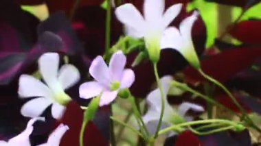 Bahçedeki çiçekler