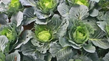 Çarmıha gerilmiş sebzeler bahçede.