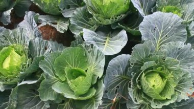 Çarmıha gerilmiş sebzeler bahçede.