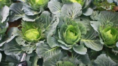 Çarmıha gerilmiş sebzeler bahçede.