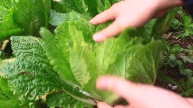 Çarmıha gerilmiş sebzeler bahçede.