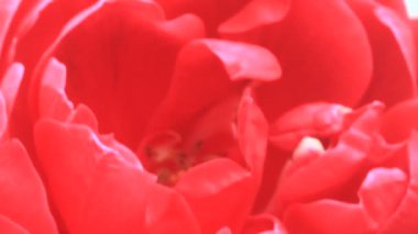 Bahçedeki çiçekler