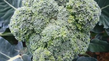 Çarmıha gerilmiş sebzeler bahçede.