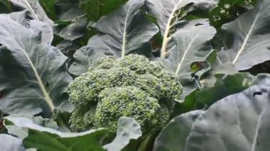 Çarmıha gerilmiş sebzeler bahçede.