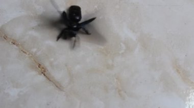 tarama ve uçan siyah arı