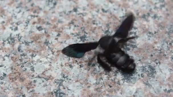 Black bees crawling and flying — Stock Video