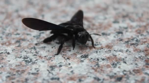 Abejas negras gateando y volando — Vídeos de Stock