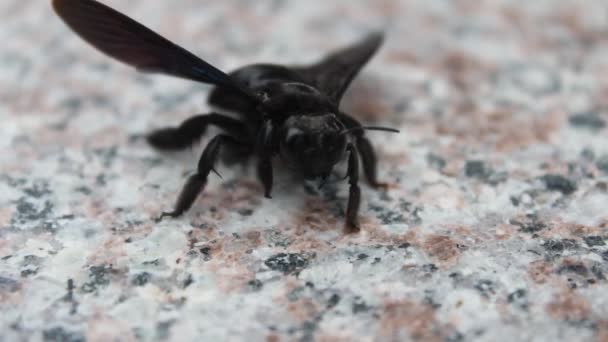 Abejas negras gateando y volando — Vídeos de Stock