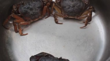 Yengeç gezinme sahne