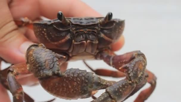 Hand att fånga en krabba — Stockvideo