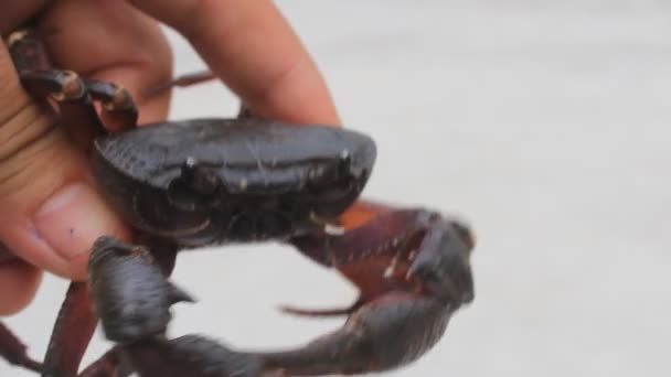Mano atrapando un cangrejo — Vídeos de Stock
