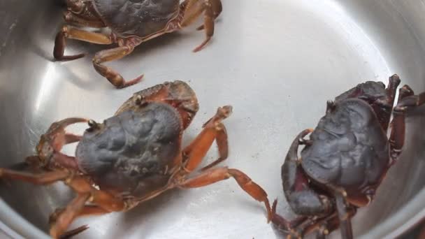 Crab crawling cena — Vídeo de Stock