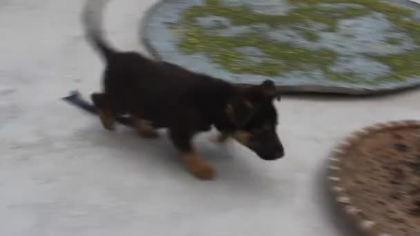 Маленькая чёрная собака играет — стоковое видео