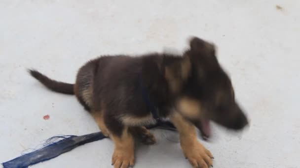 Cão preto pequeno jogando — Vídeo de Stock