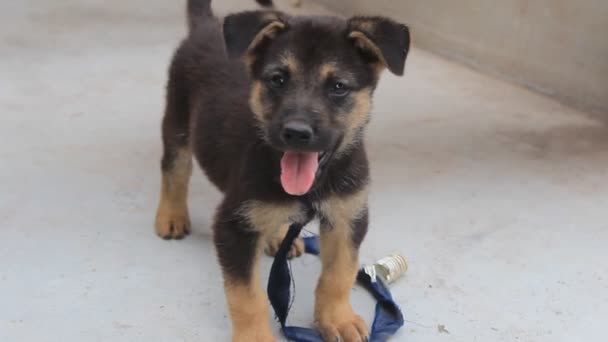 Pequeño perro negro jugando — Vídeos de Stock