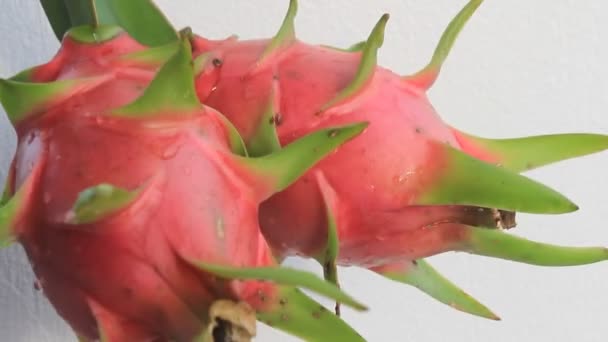 Dragon fruit and the sky — Stock Video