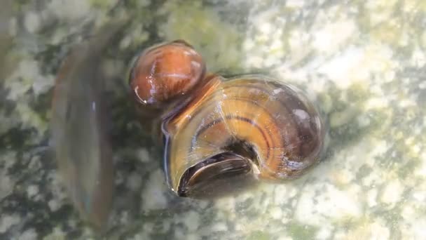 Pair snail intercourse — Stock Video