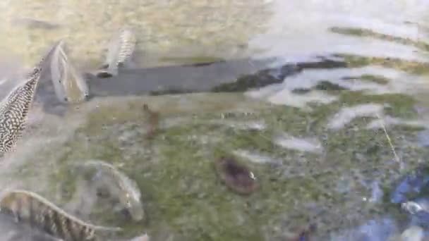 Poissons dans l'eau — Video