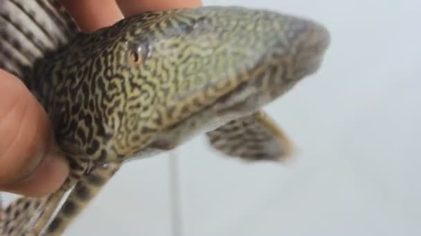Peixe capturado à mão — Vídeo de Stock