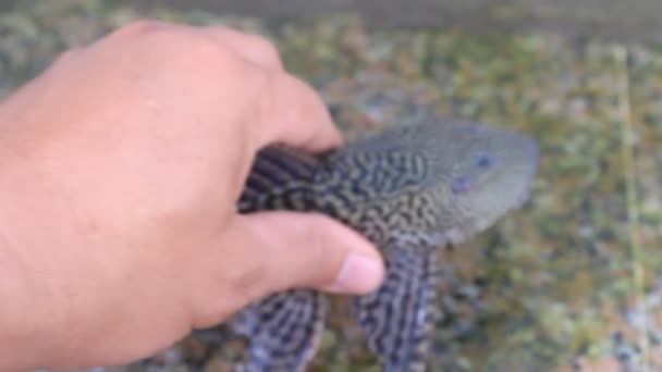 Pesce catturato a mano — Video Stock