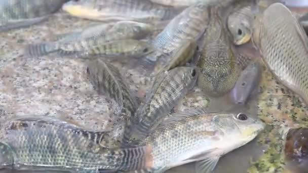 Риба у воді — стокове відео