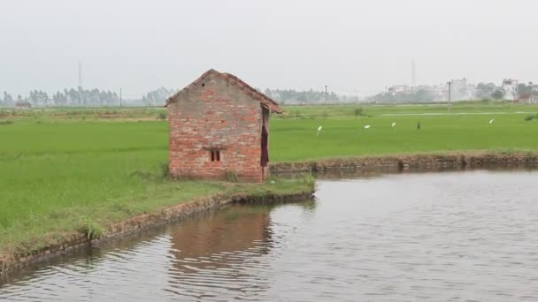 Ittle house dans les rizières — Video