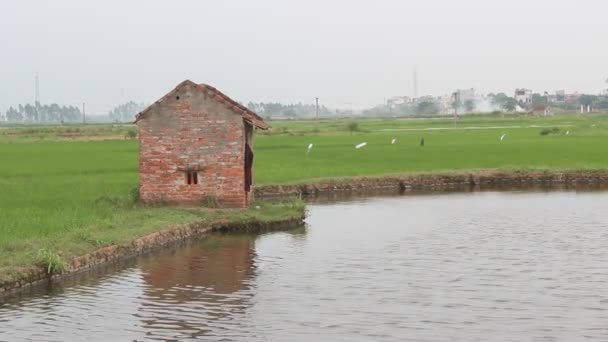 Casa de comichão nos campos de arroz — Vídeo de Stock
