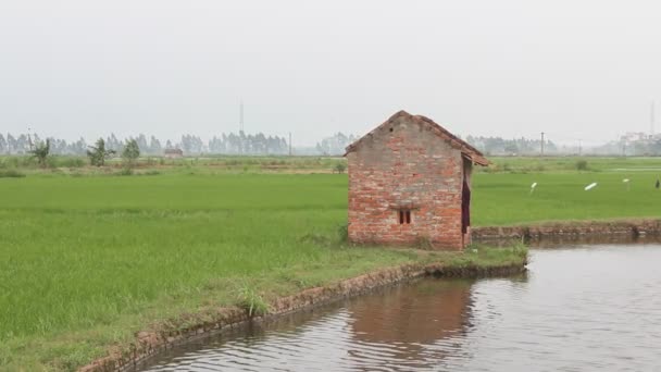 Ittle house dans les rizières — Video