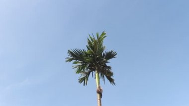 palmiye ağacı ve gökyüzü