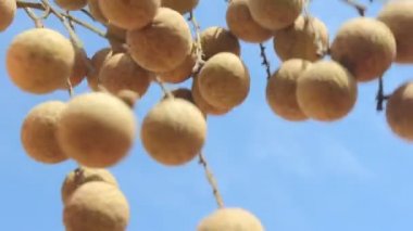 Longan meyve bahçesinde