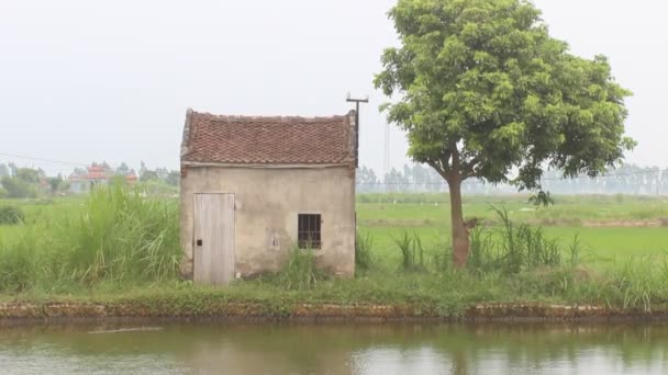 Dom zadumany w pola ryżu — Wideo stockowe