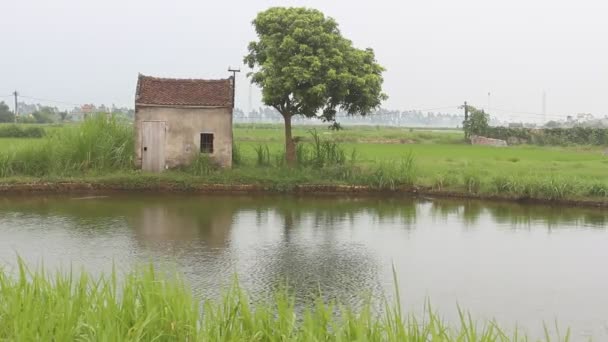 Ittle house in the rice fields — Stock Video