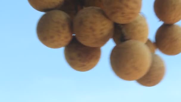 Лонганские фрукты в саду — стоковое видео
