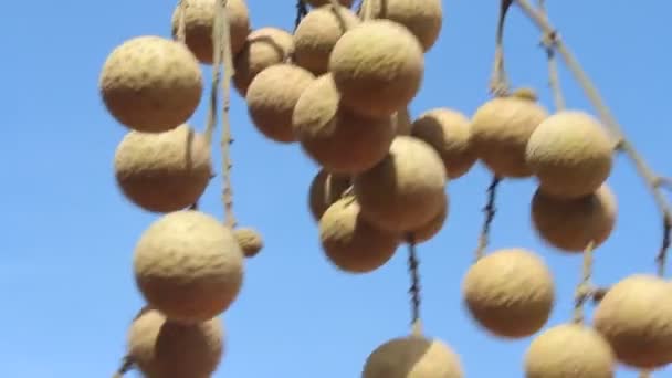 Longan fruit in de tuin — Stockvideo