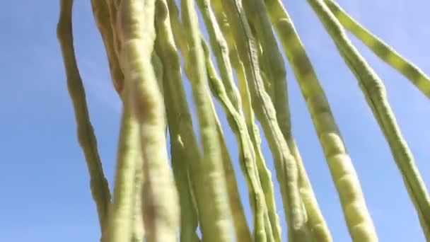 Legumes in the garden — Stock Video