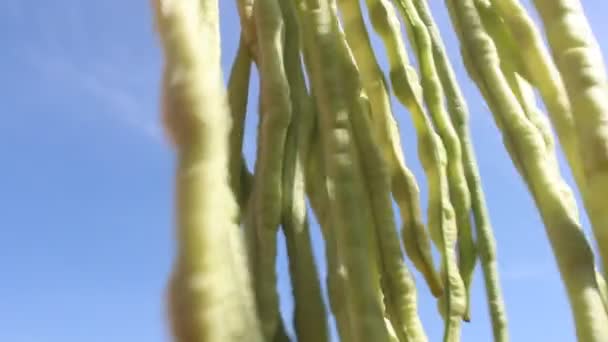 Roślin strączkowych w ogrodzie — Wideo stockowe