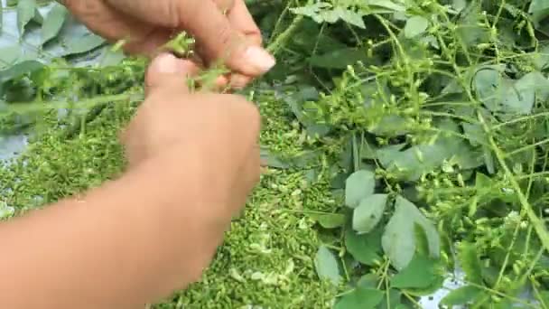 Vrouw plukken bloemen voor apotheek — Stockvideo